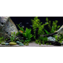PondPlantsUK - Mixed Amount of Tropical Aquatic Plants No Lead (10 Weighted Live Aquarium Plants (2 Bunches))