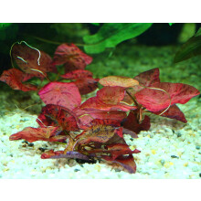 Red Tiger Lotus Bulb - Nymphaea Live Aquarium Plant Tropical Lily Fry Betta Water