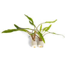 PondPlantsUK 2 x Live Plants for aquascaping, mosses, Fern, Tropical Aquatic Plants in Ceramic Weights (Cryptocoryne Lutea)