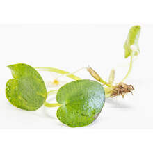 PondPlantsUK Amazon Frogbit 6 Medium Frogbit…