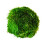 Marimo Moss Balls Aquarium Aquatic Plant Easy Betta Cherry Shrimp Java (1) 1