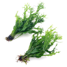 K2AQUA 2X Java Fern Windelov Microsorum Pteropus Windelov Live Aquarium Plants Rhizome Tropical Tank