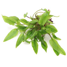 K2AQUA Cryptocoryne Wendtii Green Live Aquarium Plant Lush Green Colour Easy Care Low Maintenance Foreground Midground Freshwater Tank Beginner Frien