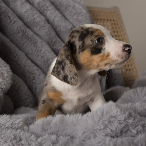 Scruffs Scruffs Aspen Dog/Pet Blanket