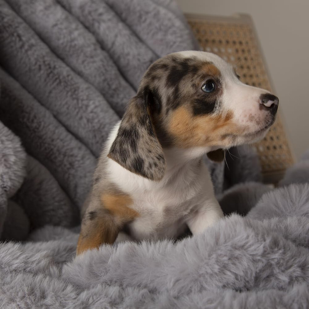 Scruffs Aspen Dog/Pet Blanket
