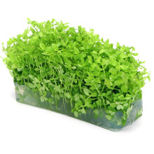 K2AQUA Micranthemum Monte Carlo in Vitro Live Aquarium Plants Carpet Tropical Freshwater Tank