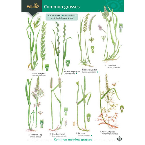 Common Grasses (WildID)