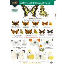 Butterflies of Britain and Ireland (WildID)