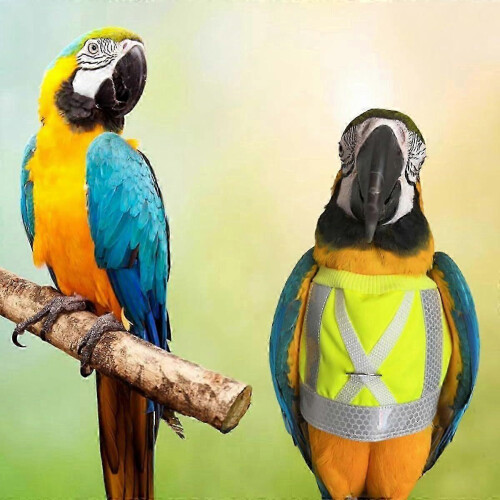 Reflective bird harness and leash set for flight training 2