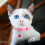 2 Pack Cat Collars Adjustable Kitten Collars with Bells 6