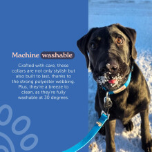 Doodlebone – Dog Collar – Adjustable Strong Collar with Secure D Ring, Strength Tested Components & Machine Washable Design for Everyday Walkies