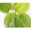 PondPlantsUK Amazon Frogbit 6 Medium Frogbit… 2