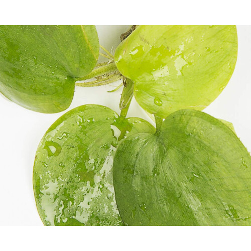 PondPlantsUK Amazon Frogbit 6 Medium Frogbit… 1