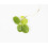 PondPlantsUK Amazon Frogbit 6 Medium Frogbit… 3