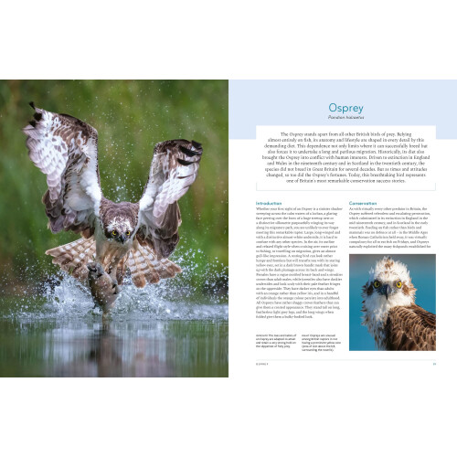RSPB British Birds of Prey 1