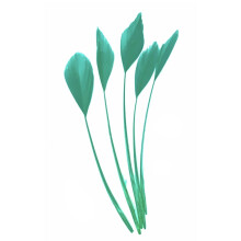 Caprilite 5 x Long Fascinators Feathers Stripped Coque Millinery Hats Trimmings Coloured (Turquoise)
