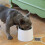 Raised Pet Bowls Phoesky 450 ml 13.2x13 cm Ανοξείδωτο ατσάλι Λευκό 6