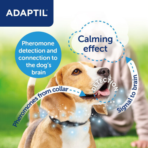 Adaptil Collar for Small Dogs 1