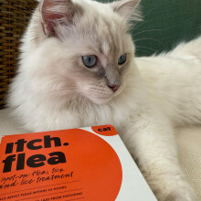 Itch Cat Flea & Tick Spot-On Treatment (For Cats 1kg+) – Kills Fleas, Ticks, Lice & Eggs to Prevent Reinfestation – 3 Easy-Apply Pipettes