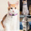 Reflective Cat Collars with Bells, Safe Quick Release Cat Collar, Adjustable to 6
