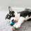 KONG KONG - Squeezz Action Ball Red - Multi Textured Squeaker Interactive Fetch Toy - 4