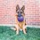 KONG Kong Flexball for medium and large breed dogs 2