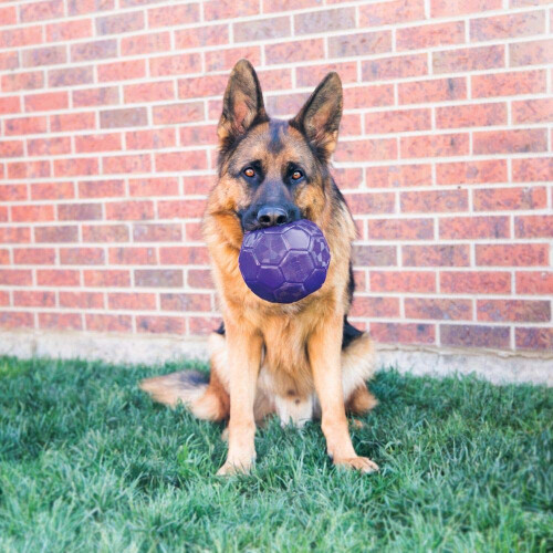 KONG Kong Flexball for medium and large breed dogs 1