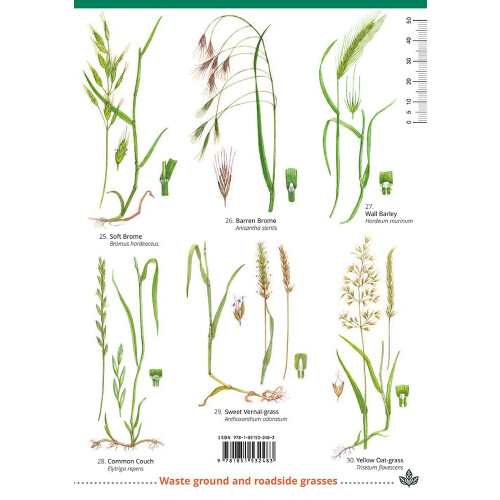 Common Grasses (WildID) 1