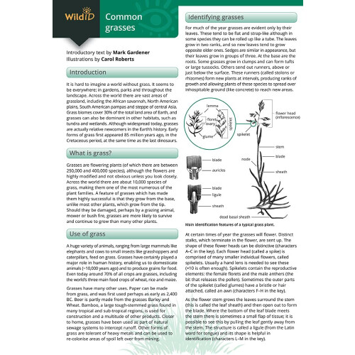 Common Grasses (WildID) 2