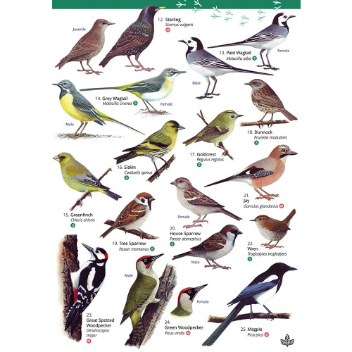 Park and Garden Birds (WildID) 1