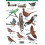 Park and Garden Birds (WildID) 3