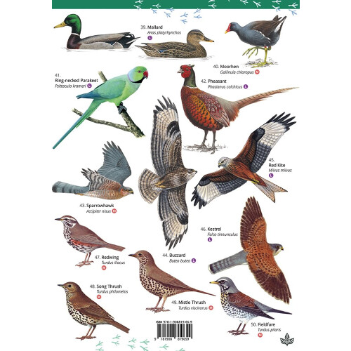 Park and Garden Birds (WildID) 2