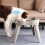 Bebedero Antiderrame para Perros con Soporte Elevado para Todas las Razas de Perros 3
