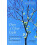 Days of Clear Light Paperback Book 1