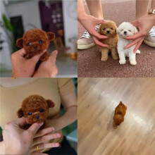 Elektrische Pluche Puppy, Witte Puppypop, Robotpuppy Die Geluid Maakt, Verjaardagscadeau B