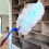 40set Flash Dust Magnet Fluffy Duster Refills KIT with Short Long Handle Refills 8