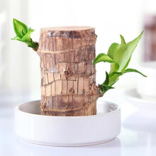 Brazilian Wood Desktop Potted Plant, Easy-Care Artificial Greenery Decor for Adults and Children