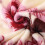 Pink Winter Blanket Flannel Microfiber 39x59 inch 6