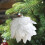 Viflosae Foam Christmas Tree Ornaments White Black 12pcs 6