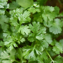 Coriander Seeds - 250 Fresh Cilantro Herb Seeds – Plant and Grow Your Own Herbs Ideal for Greenhouse, Garden, Polytunnel, Growbags