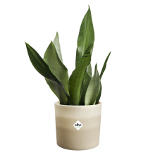 Colour Gradient Round 16cm Sandstone Beige Flowerpot - Indoor Plant Pot