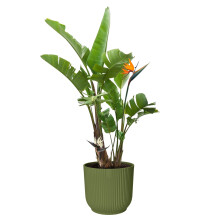 Elho Vibes Fold Extra Large Round Planter Pot 47cm x 44cm Fern Green Plastic Flower Pot with Ribbed Design Watertight Indoor Outdoor Use Compatible wi