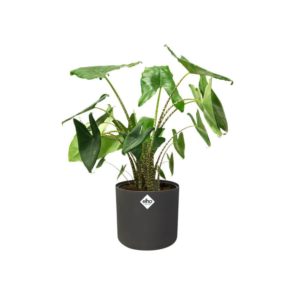 ELHO B.FOR SOFT ROUND 18CM - ANTRHRACITE - Image 3