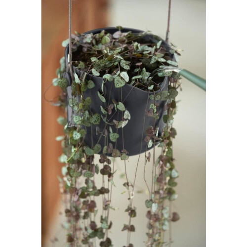 B.for Swing 18cm Anthracite Hanging Pot Eco Friendly Modern Stylish Design 2