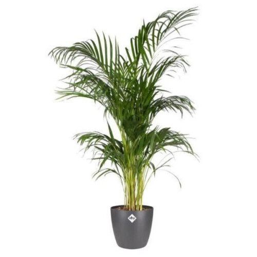 Elho brussels round 16cm flowerpot - anthracite 1
