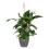 Elho brussels round 16cm flowerpot - anthracite 6