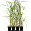 Miskant olbrzymi Giganteus 2L 5