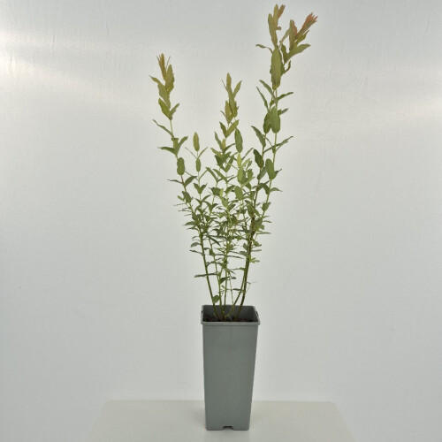 Salix integra Hakuro- Nishiki 2L 1