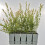 Salix integra Hakuro- Nishiki 2L 10