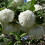 Viorne obier Roseum 2L 6